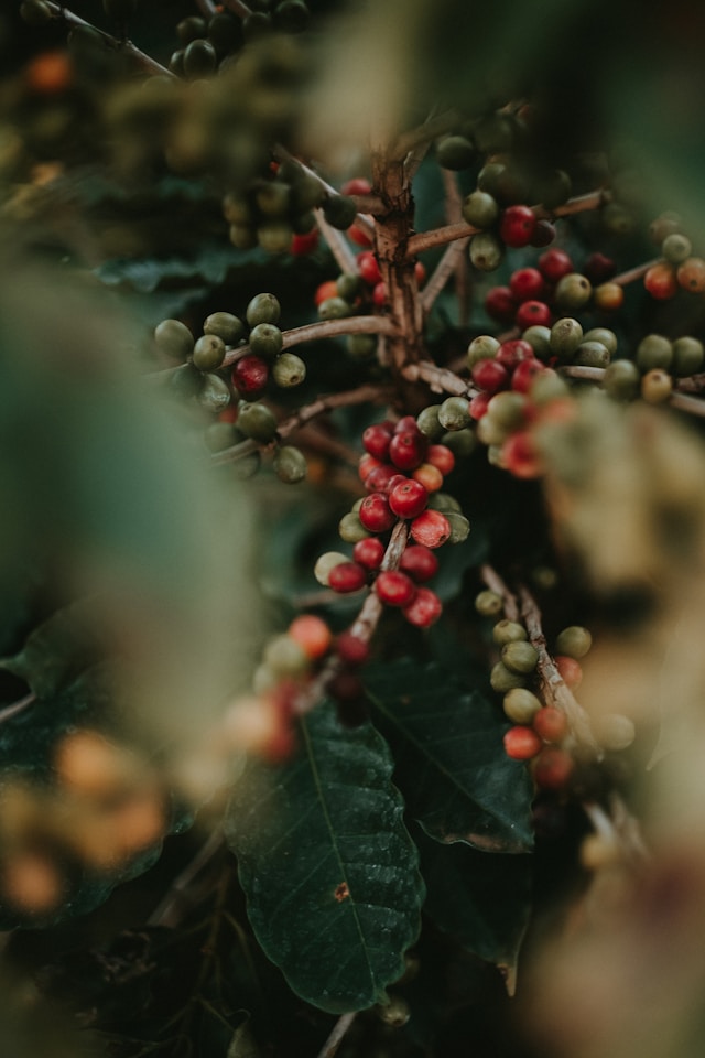 Cultivo de café