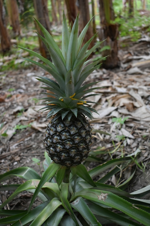 Cultivo de piña