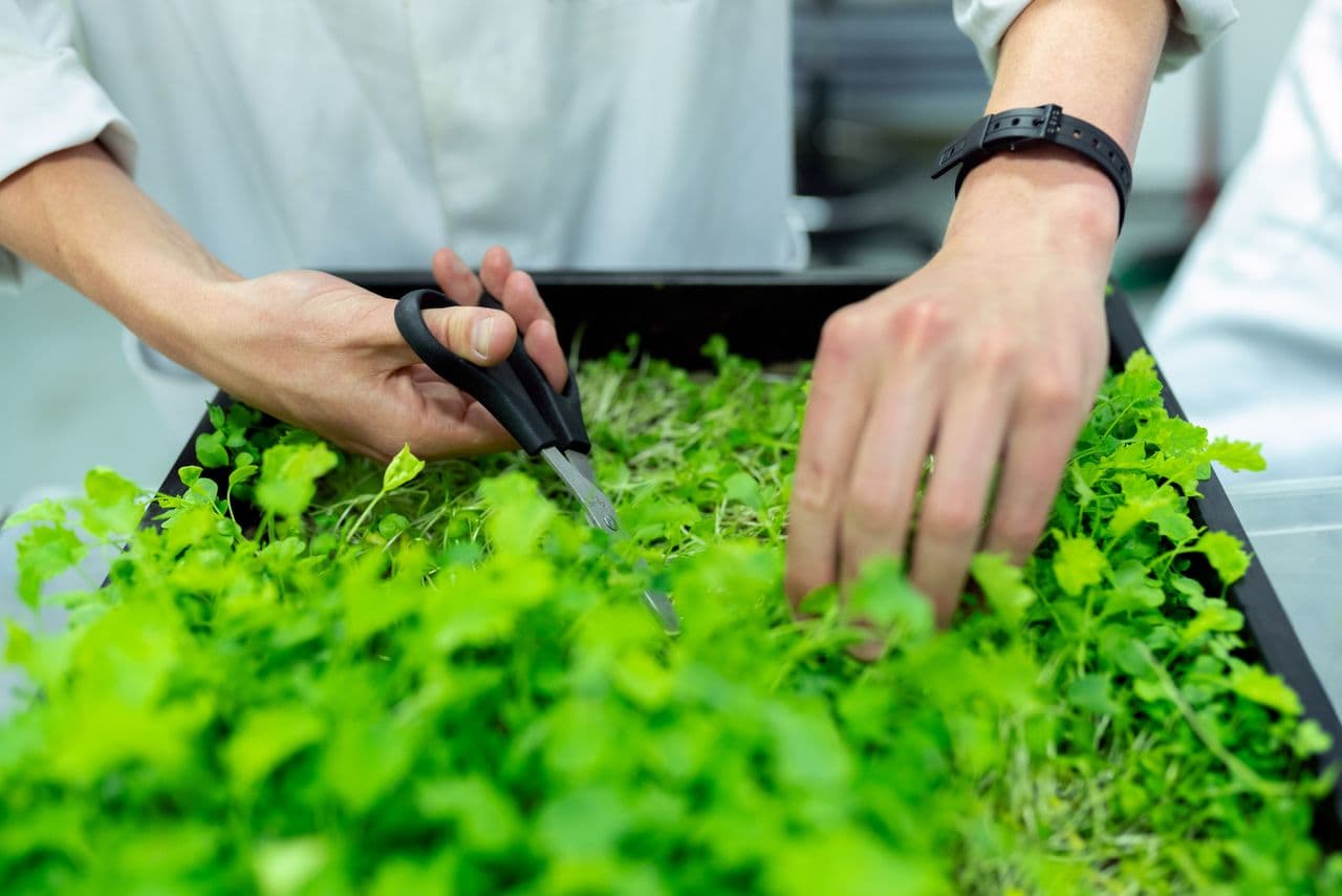 Asesoría técnica en campo